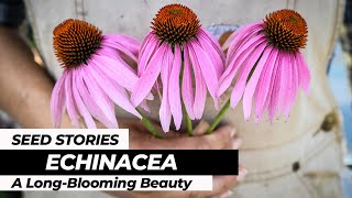 SEED STORIES | Echinacea: A Long-Blooming Beauty