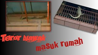 BIAWAK MASUK RUMAH
