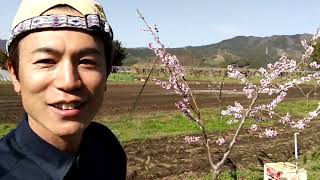 桃の摘蕾、敵花、摘果作業
