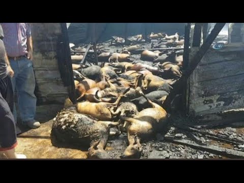Orman yangınlarinda  hayvanlar ölmüş