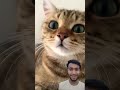 कितना प्यारा हैं ए बिल्ली #shorts #viralshorts 😂😂😂#funny #funnymoments #cat #baby #humor #fail