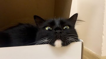 Can I keep this box for myself? | Uni and Nami sister cats