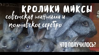 Кролики помесные, породы советская шиншилла и полтавское серебро