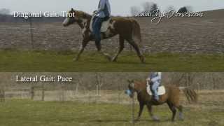 DVD excerpt - Lateral Gaits VS Diagonal Gaits