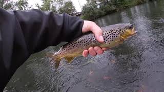 Fly Fishing Slovakia Dry Fly Evening On The Vah