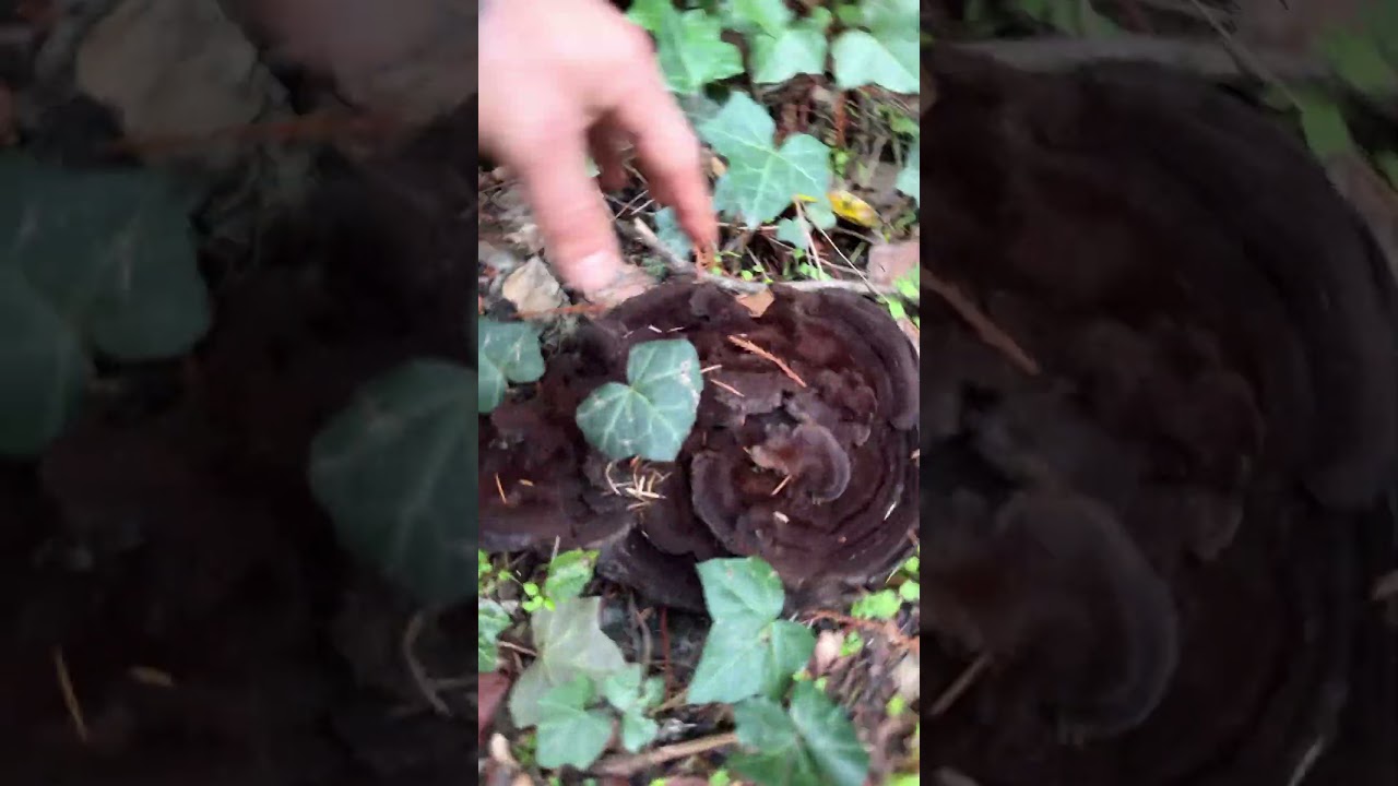 Wild mushrooms, you can dye clothing with. 