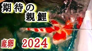 「産卵2024]遂に、大本命のペアで産卵しました