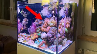 Nano aquarium *High Luxury LPS corals* - GERMAN REEF TANKS 4k screenshot 3