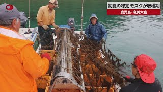 【速報】初夏の味覚、モズクが収穫期 鹿児島・奄美大島