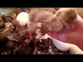 Инкубатор своими руками. Часть 5. Инкубация гусиных яиц от яйца до птенца.