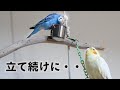 【ご報告】悲しいお別れが立て続けに・・オカメインコ・セキセイインコ