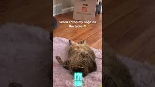 Funny videos with cats – FUN part 01 #shorts #funny #cat