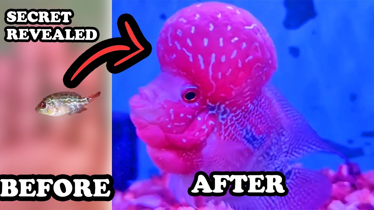 Secret Revealed | How to groom flower horn fish baby | Flower Horn care tips