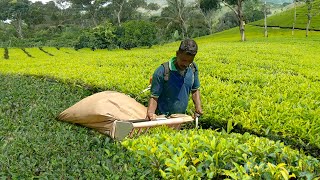 How They Harvest Million Tons of Green Tea - Modern Agricultural Technology