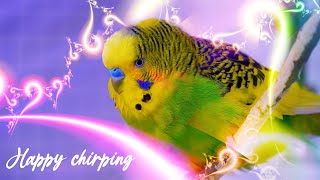 3 Hour Budgie Sounds for Lonely Birds