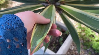 Garden Asmr With Surprise Dog Visit