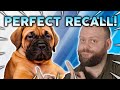 How To Teach Your Dog A PERFECT RECALL!