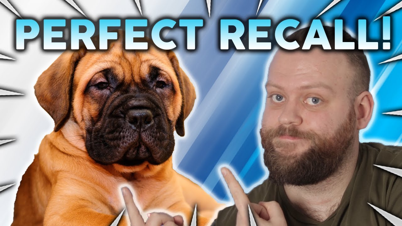 How To Teach Your Dog A PERFECT RECALL! YouTube