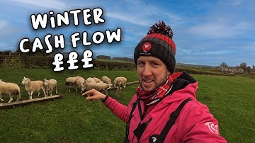 563 Lambs sold so far! What