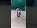 Dog is playing in ball #ball #shorts