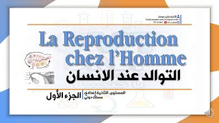 2APIC: La Reproduction Chez l'Homme: Partie 1 - الثانية إعدادي: درس التوالد عند الانسان الجزء الاول