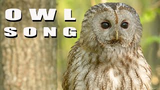 TAWNY OWL sounds. Birds hooting in spring forest. Tawny Owl call