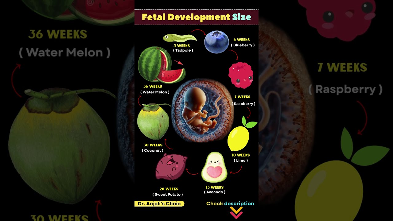 A Growing Miracle How Your Baby Changes Size Each Week Pregnancy Shortsvideo