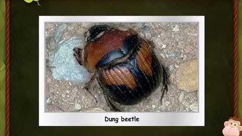 Class 1st Science Demo | Insects