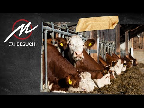 Familie Zugger Teil 4 | Haltung | Fleischwerkstatt zu Besuch bei BIO Styria Beef