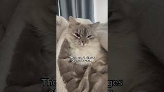 4 Stages Of A Cats Yawn