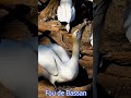 Fou de Bassan - Percé - Île Bonaventure / Northern Gannet - Percé - Bonaventure Island