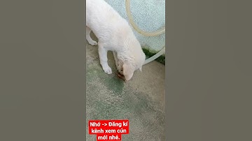 Hmông dog| cún trắng dễ thương đẹp như bông.|#shorts