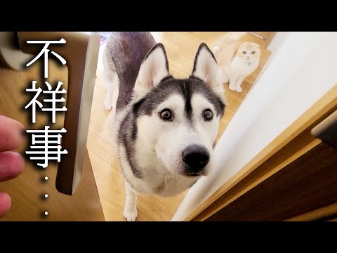 不祥事で子猫と犬に呼び出されました...
