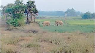 Video of wild elephant fight\/\/See how the elephants fight in the paddy field\/\/elephant fight visual