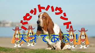 ほんとは天才   #ペット #dog vlog  #札幌  #basset hound