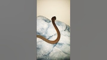 simalia amethistina scrub python #shortcraft #snake