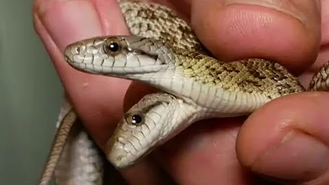 Двухголовая змея - сколько голов кормить? Two-headed snake