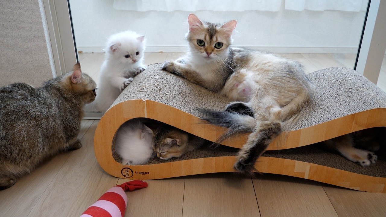 Cute kitten desperately trying to get its mother's attention...