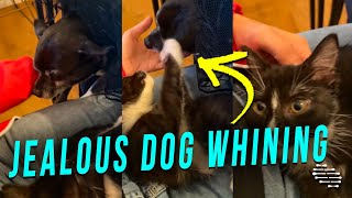 Jealous Dog Whining and Trying to Get Pets Like the New Cat on Owner’s Lap
