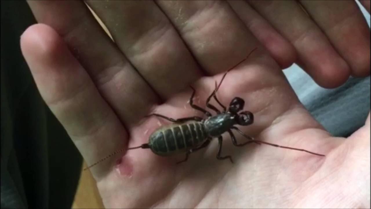 Vinegaroon Handling Mastigoproctus giganteus YouTube