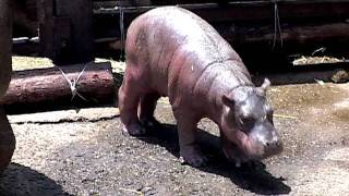 The moment the hippopotamus baby was born - YouTube