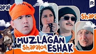 Shapaloq - Muzlagan eshak (hajviy ko'rsatuv)