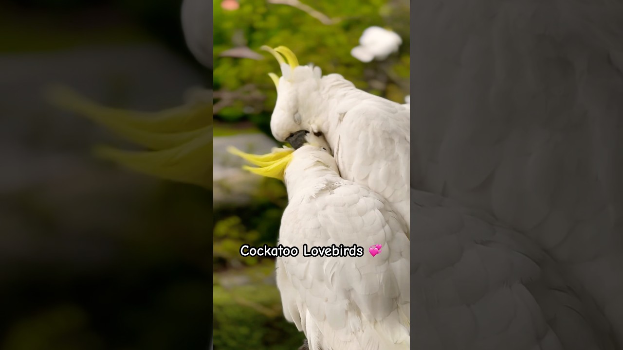 Cockatoos Dating! 