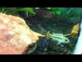 apistogramma cacatuoides