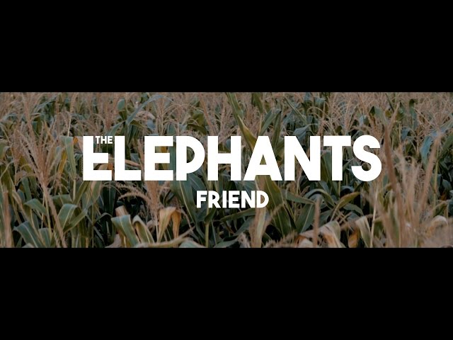 Elephants - Friends