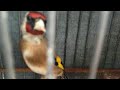 غناء روعة#لطائر#الحسون#المغربي chant de chardonnert maroc #goldfinch song