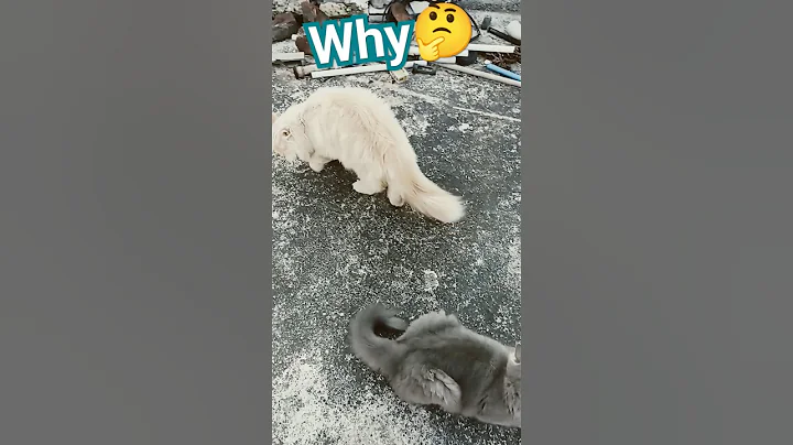 Watch the video about Eliff n Elsa cute🥰british longhair cat #viral #cat #catvideos #shortsvideo