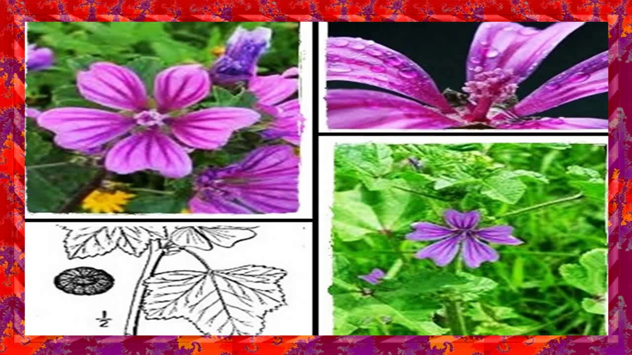 Suelda Consuelda Planta Suelda Consuelda Remedio Casero YouTube