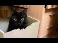 Funny animals. The cat Meetya nibbles on a cardboard