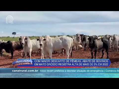 Abates de bovinos crescem 5,85% em Mato Grosso | Canal Rural